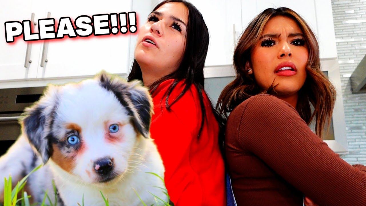 Can I Have a DOG? | Large Family Dinner Ideas