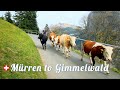 The MOST BEAUTIFUL hike in Switzerland, above the Lauterbrunnen valley - Mürren to Gimmelwald