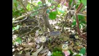 Fairies in Peninsula 2009.mov