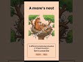 A mare's nest | Most frequent Idioms and Phrases with Mnemonics | #SSC | #IBPS | #SBI |