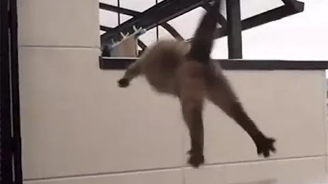 Watch the video about Funny Dogs and Cats