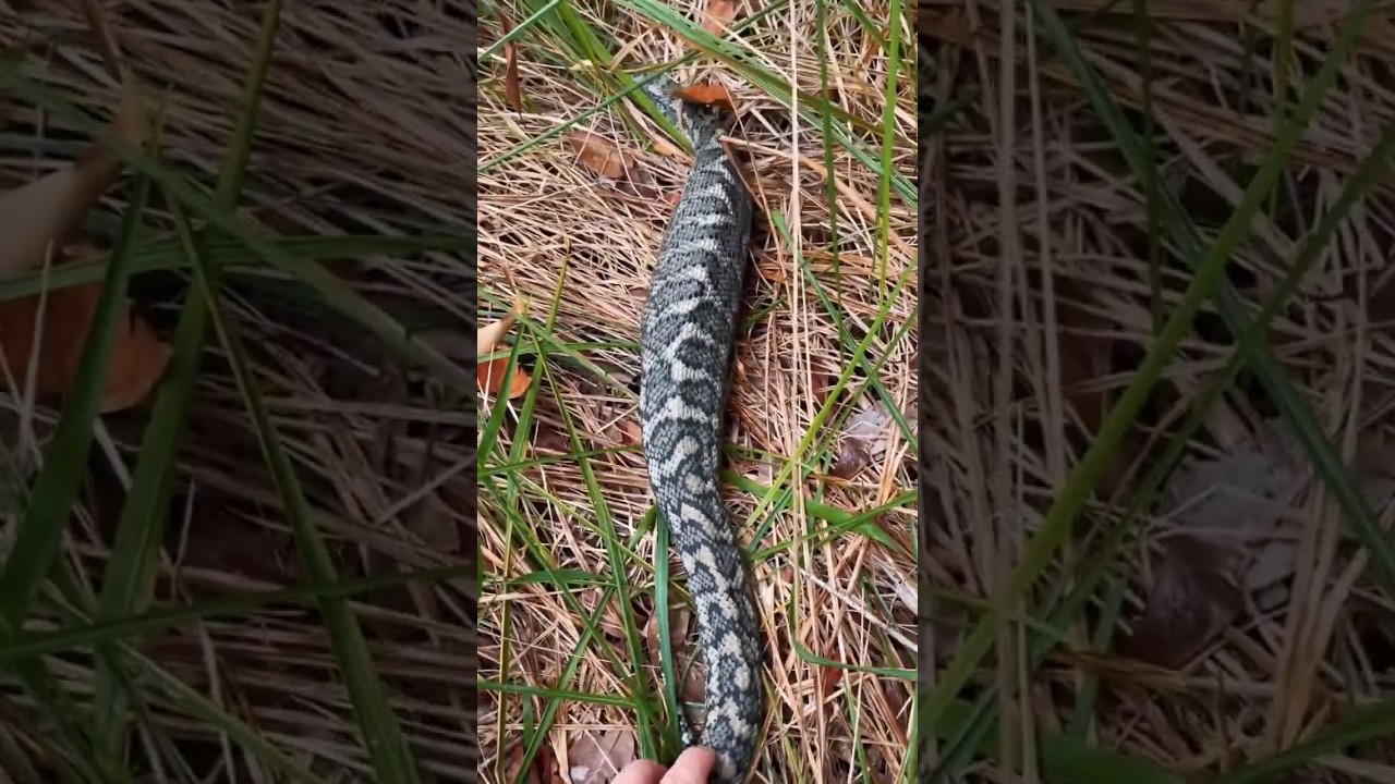 Python-VS-Guinea-Pig-with-brandon-troy-