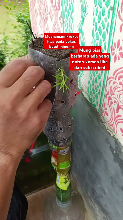 Menanam bunga krokot pada bekas botol #bonsai #tanamanhiasdepanrumah #taman #bungahias