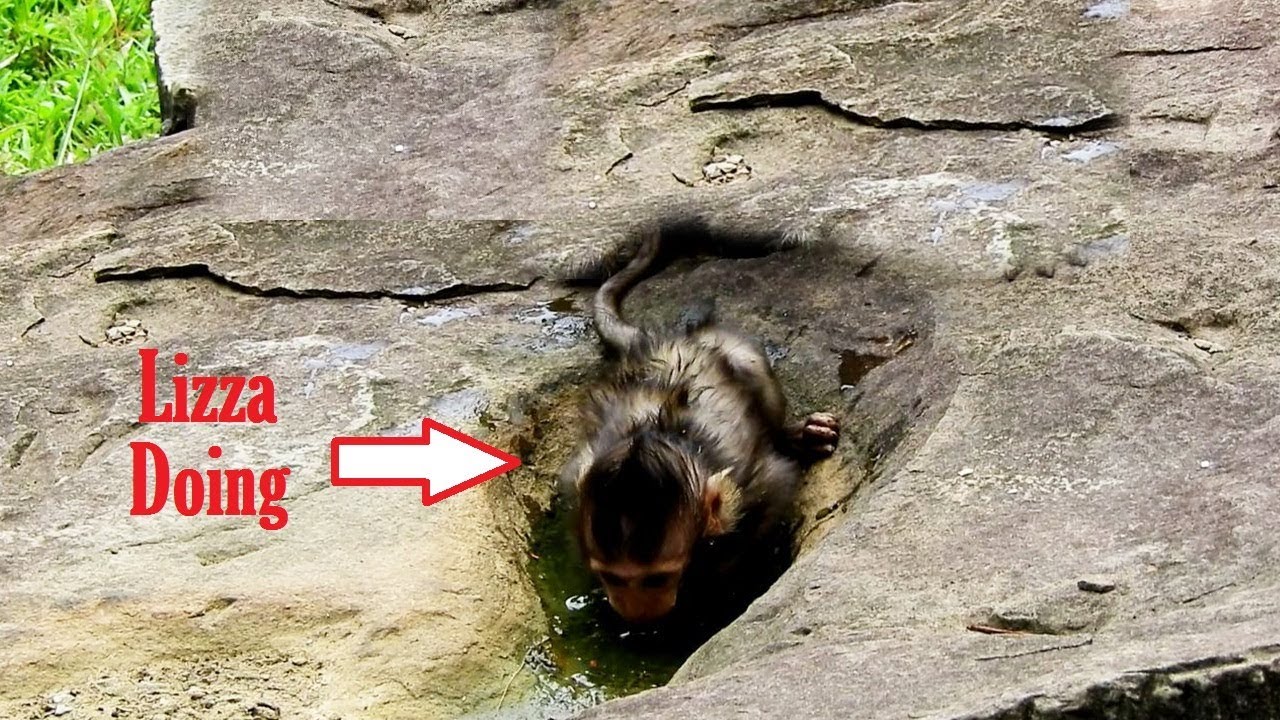 foundry Lizza In Rock Puddle, Lizza Doing In Small Puddle/ Lizza Loves Water In Rock Puddle