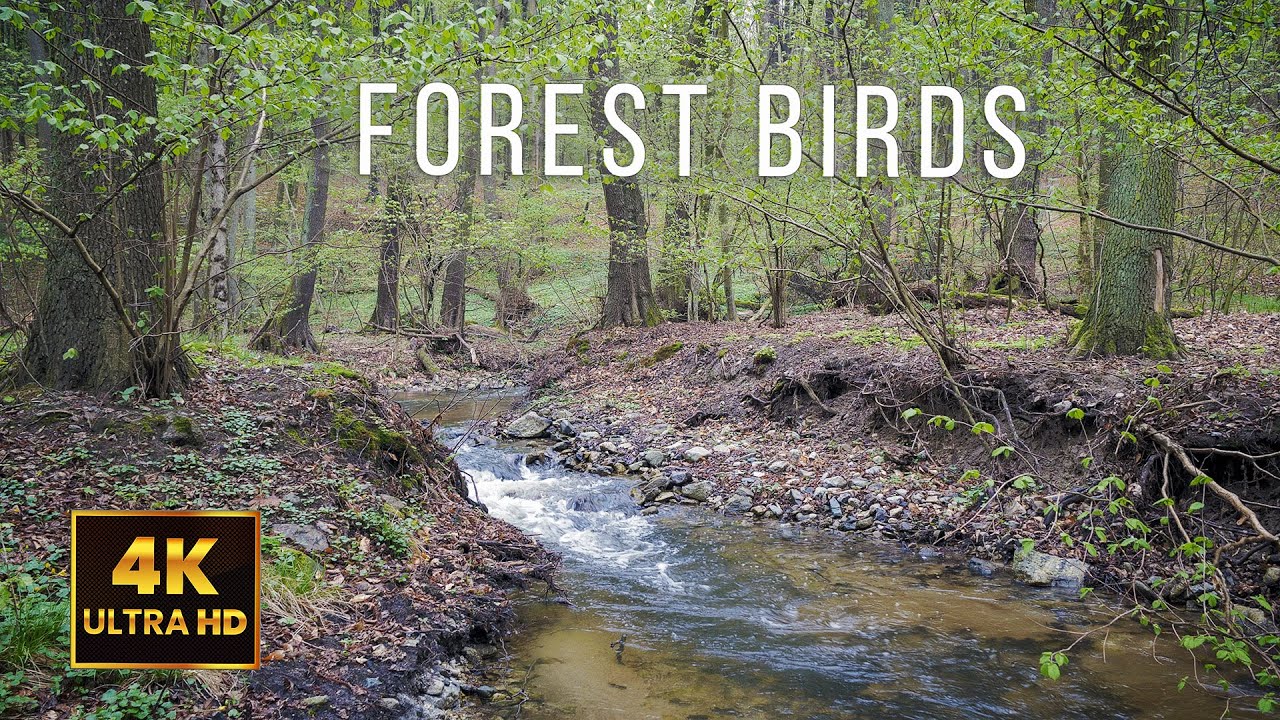 🌸 LIVE | Spring Forest Birds & Flowing Water | Soft Nature Ambience | 4K UHD