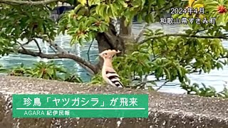 旅する珍鳥「ヤツガシラ」飛来 和歌山県すさみ町 - YouTube