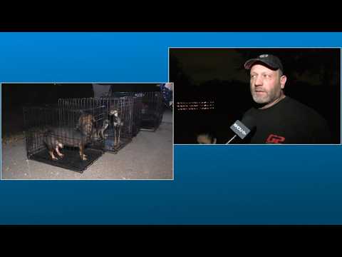 Rescuers scramble to capture dozens of dogs abandoned at Houston neighborhood park