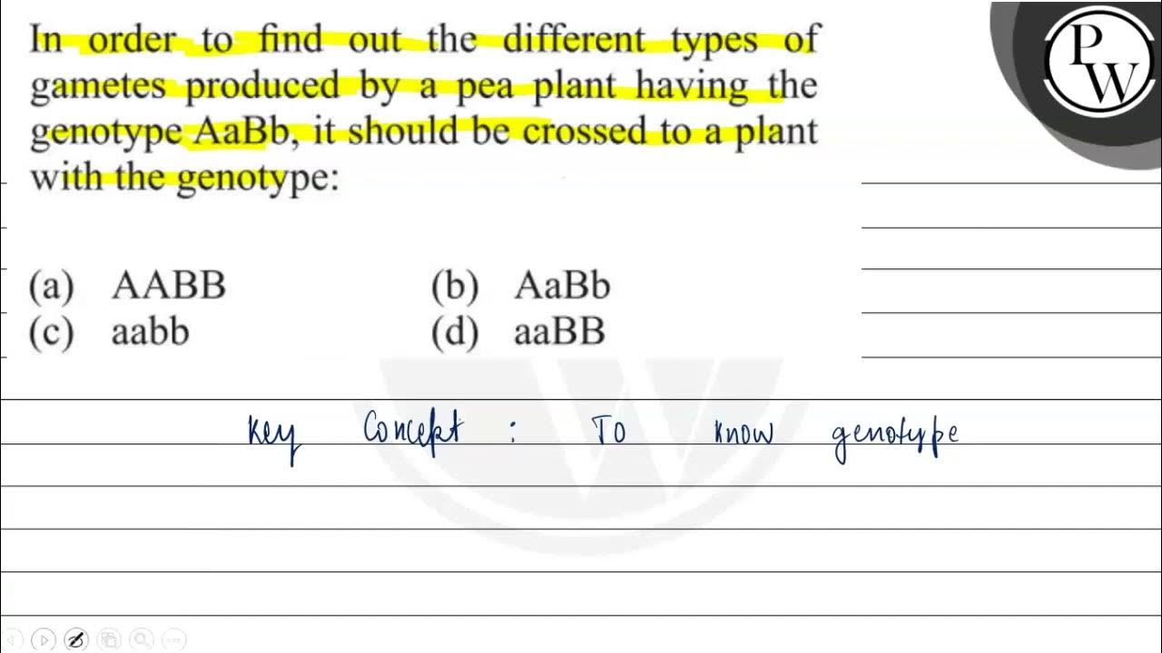 In order to find out the different types of gametes produced by a pea
