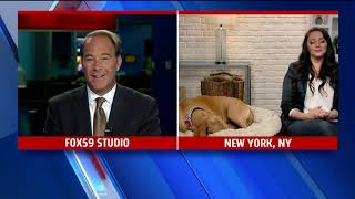 Pet safety tips for fall
