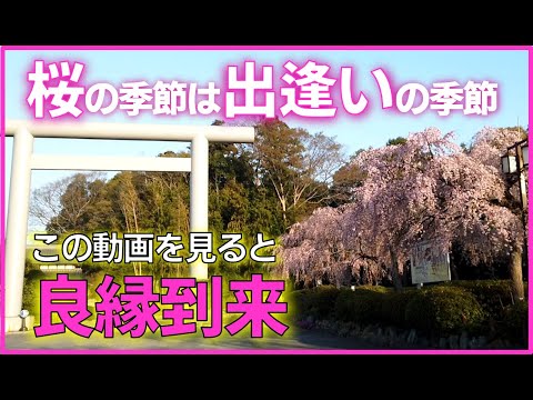 櫻木神社 桜の季節は出逢いの季節 この動画で良縁をお届します パワースポット遠隔参拝 Youtube