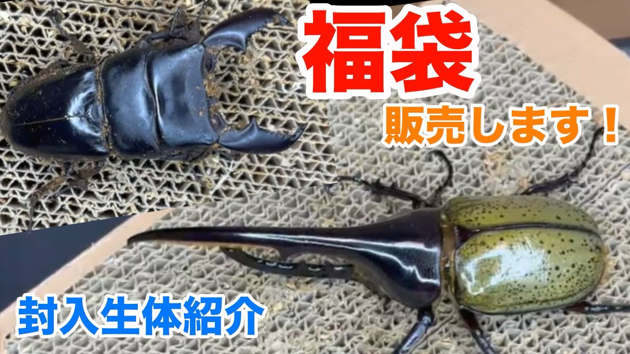 Lucky Bags] Introducing the contents of the 2026 lucky bags that