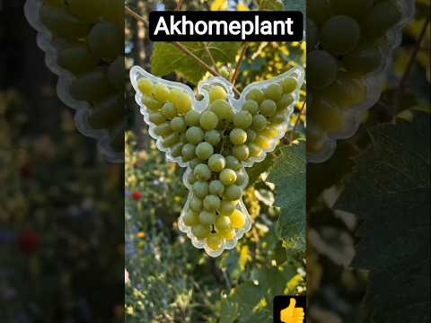 grapes 🍇 ko चिड़िया बना दिया #shotsviral #funny