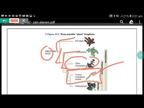 فيديو: أي مما يلي هو جزء من مجموعة Embryophyta؟