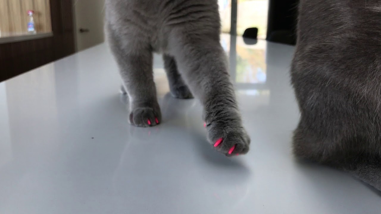 Cat Nail Caps YouTube