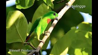 Download Lagu Suara Kicauan Burung Serinditan dan Wiceh / Kolibri Kelapa, Bisa Untuk Masteran dan Terapi Ocehan. MP3