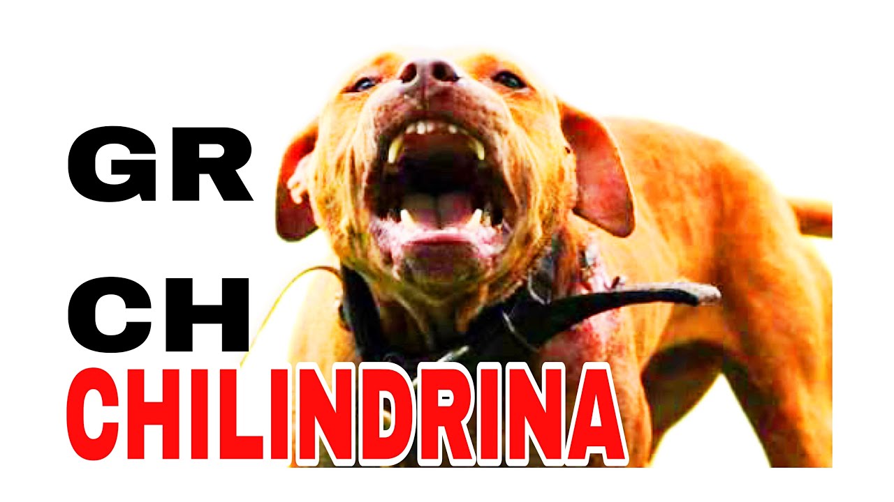 THE CHOSEN FEW'S CHILINDRINA - Great Champion in Dog Fight - HISTORY #pitbull