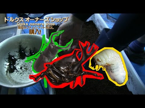超人気! 格安カブトムシマット60L紹介(＾◇＾) DOSドルクス オーナーズ