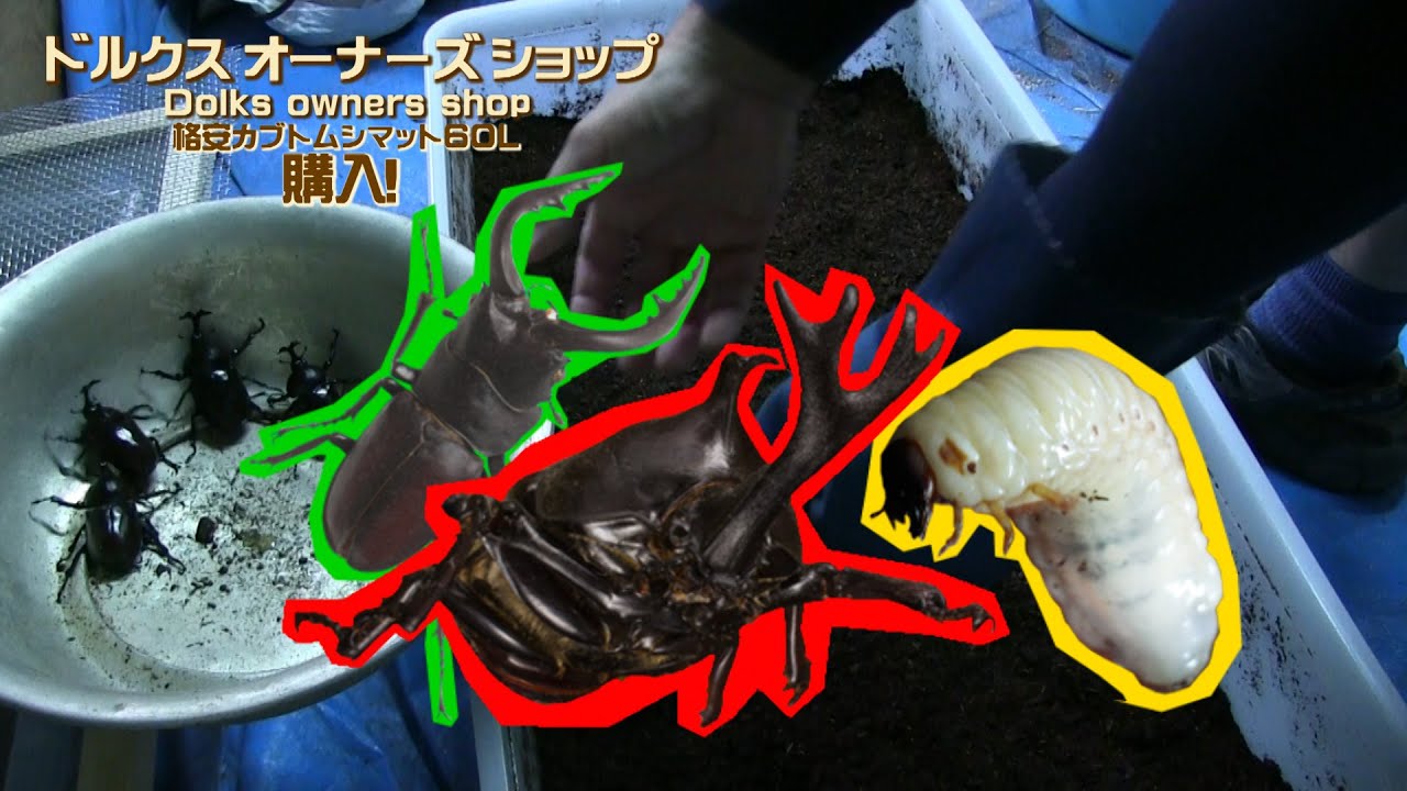 超人気! 格安カブトムシマット60L紹介(＾◇＾) DOSドルクス オーナーズ