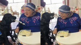 Incredible Service Dog Has Such A Sweet Way Of Feeding His Mom