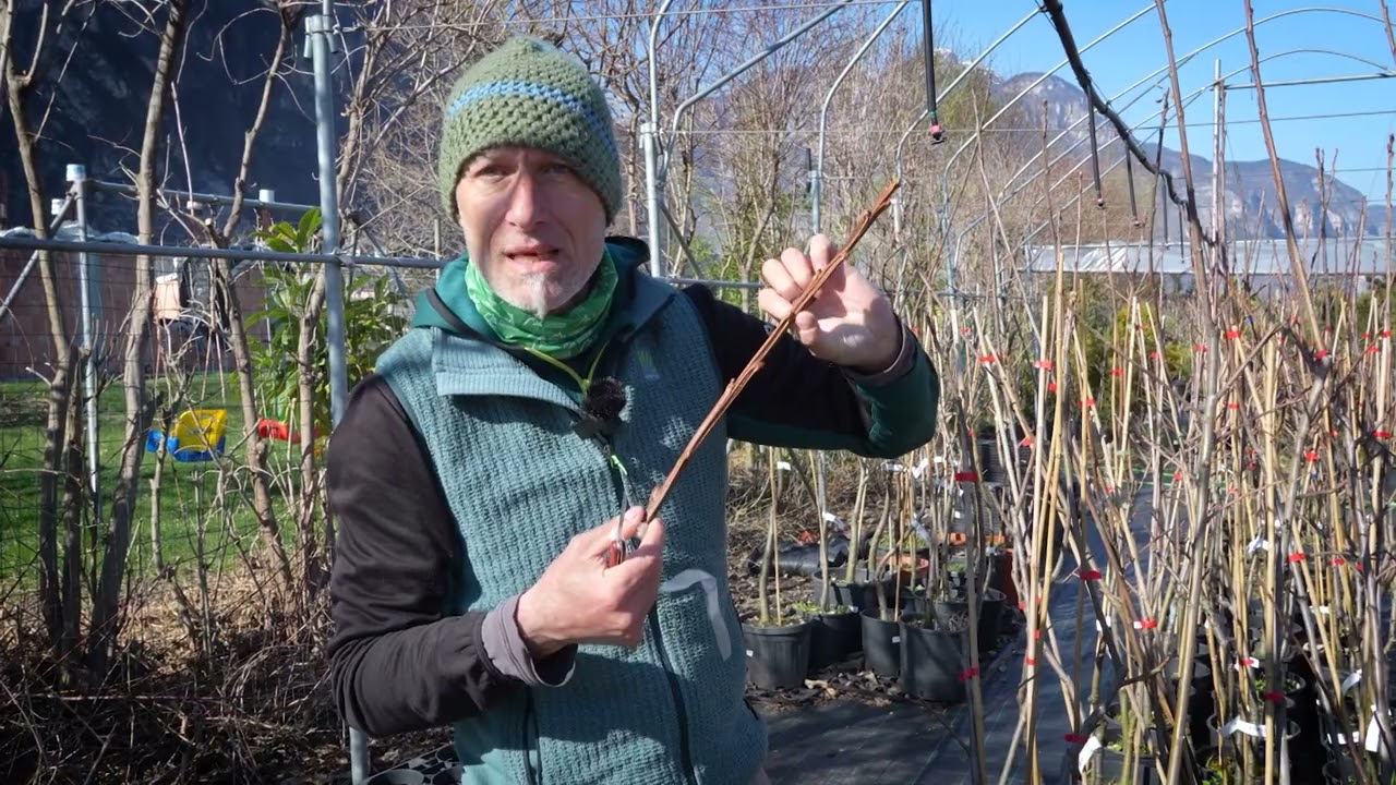 PILLOLE DI NATURA come nasce una pianta di castagno domestico