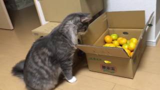ミカンにキレる猫 ノルウェージャンフォレストキャット Cat angry to oranges. Norwegian Forest Cat.