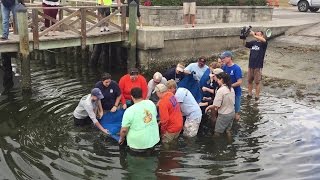 Manatee rescued in Lake Tarpon released