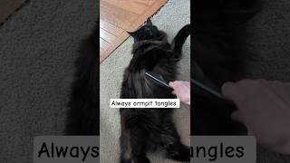 Brushing a Norwegian Forest Cat