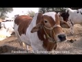 Rehman Cattle Farm Bulls 2012