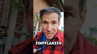 So wird deine Petersilie riesig! #gartentipps #garten #tippsundtricks #gartenarbeit #petersilie