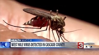 Mosquito pool in Cascade County tests positive for West Nile Virus