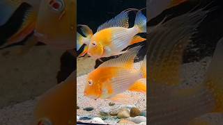 Albino Threadfin Acara