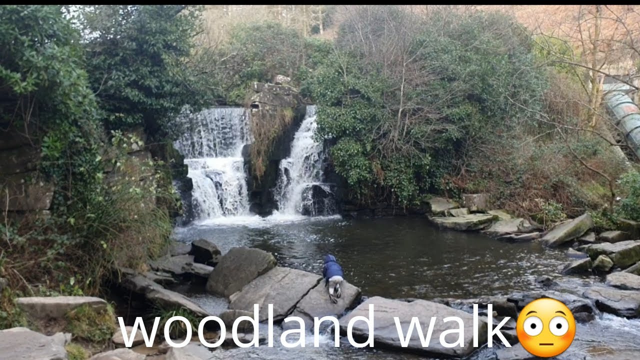 Woodland walks😳 YouTube