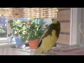 Говорящий попугай Петруша