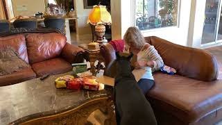 Table Bouncing Great Dane Puppy Can't Wait To Open Fairy Godmother Christmas Gifts