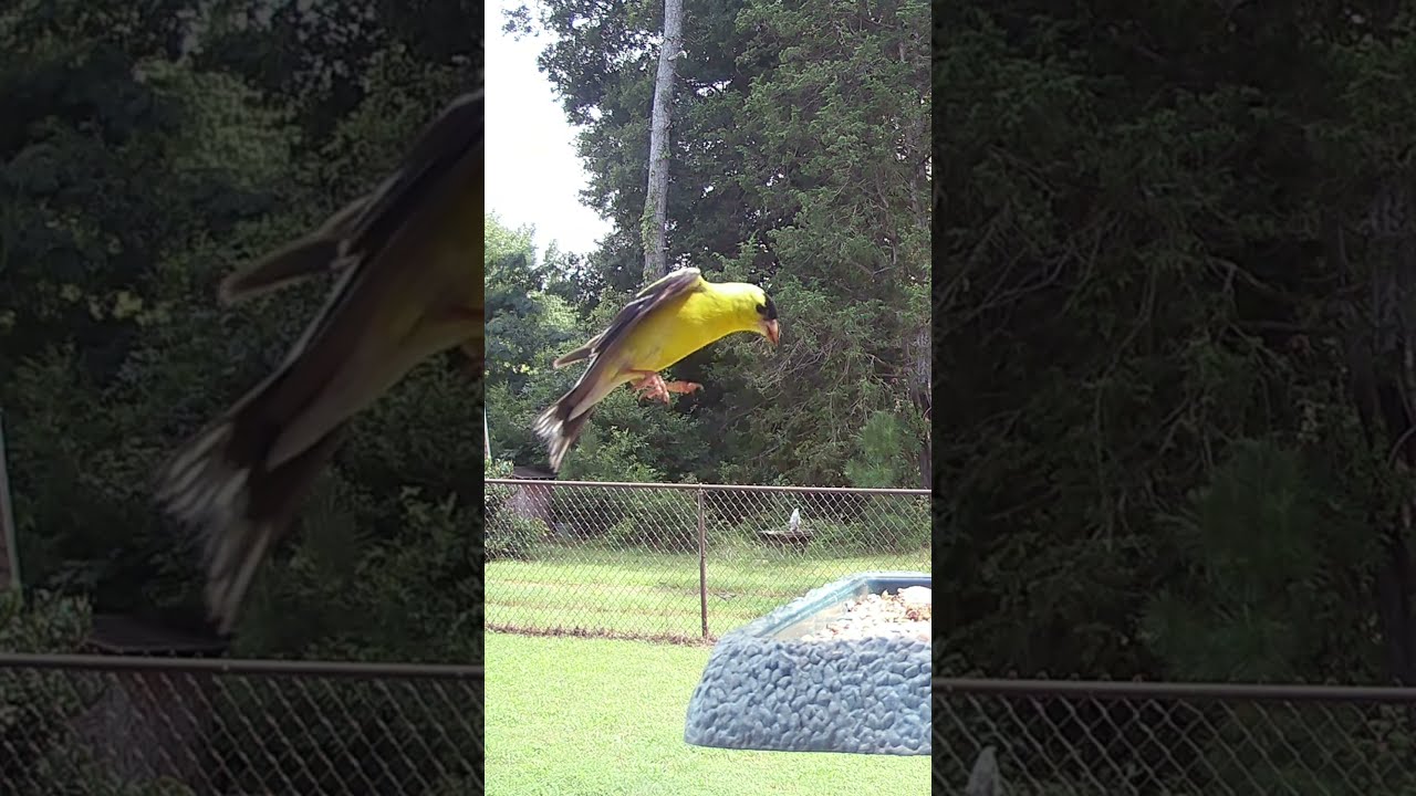 American Goldfinch flies to feeder short 