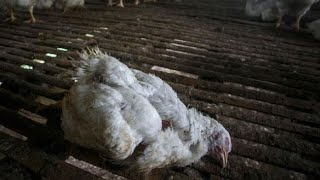 Kok Ayam Broiler Saya mati ? Apa Penyebabnya ?