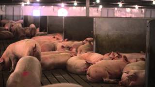 Nedap TLC USA 5000 sow farm central separation dynamic sow group, several gestation days