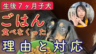子犬がごはんを食べなくなった原因と対応【№194】