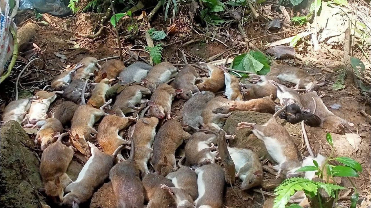 Theo chân tôi đi thăm bẫy | Chuyến đi đáng nhớ”@@SamSySot