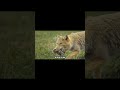 Cáo Tây Tạng | Hầu Ca Discovery #animals #animalworld #thegioidongvat #đạidương #dongvatbien