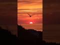 Beautiful sunset in Ilfracombe! #sunset #ilfracombe #seagull #trending