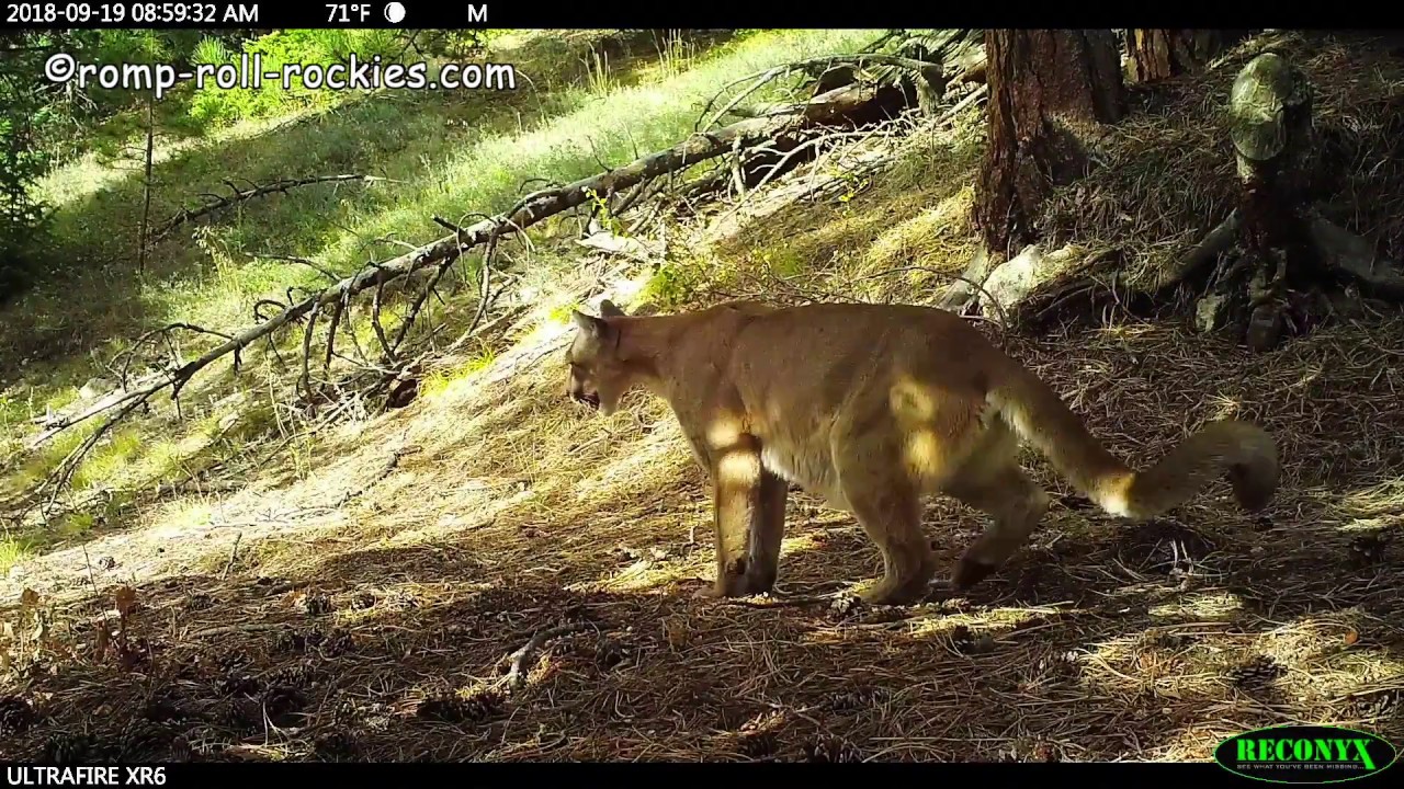 Mountain Lions Sniffing & Leaving Scent Marks (SeptOct, 2018) YouTube