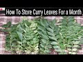 Storing Curry Leaves for a Month 🥬
