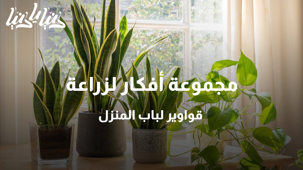 مجموعة أفكار لزراعة قواوير لباب المنزل - دنيا يا دنيا #زراعة