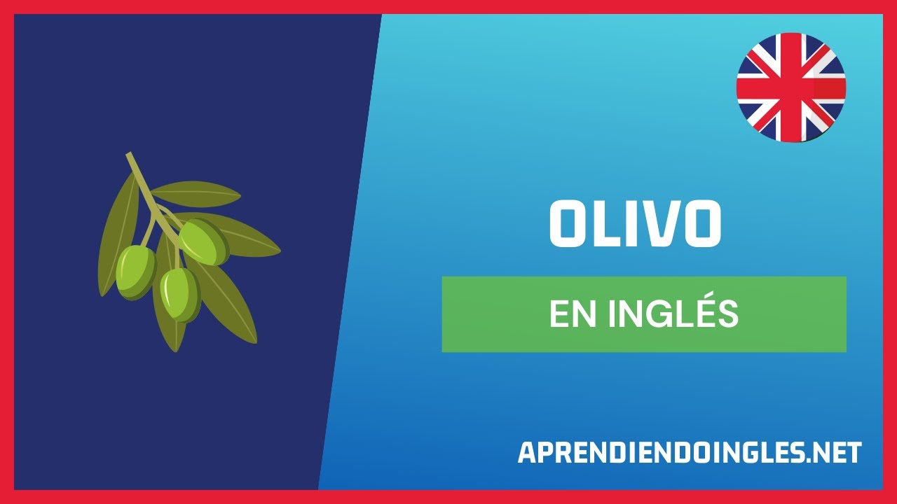 CÓMO se dice OLIVO en INGLÉS 2023 🚀 APRENDE A ESCRIBIR OLIVE TREE