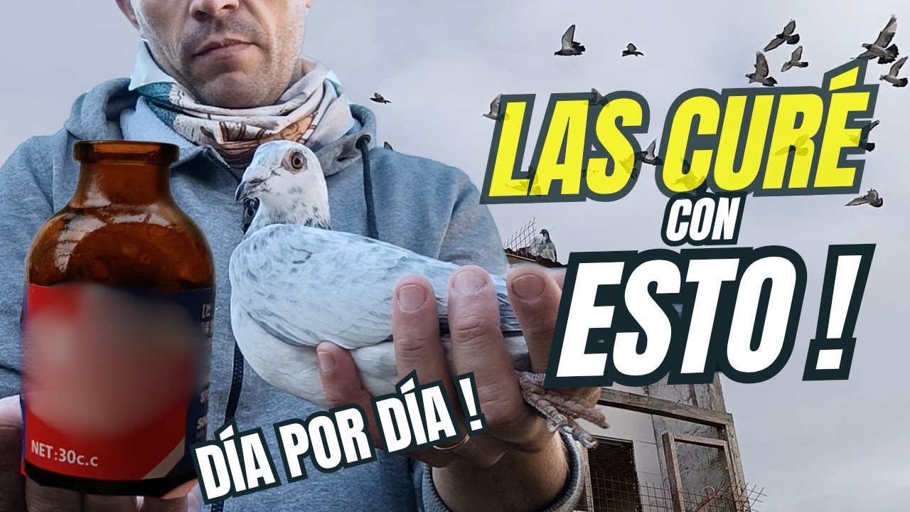 NUNCA VISTE UN VIDEO ASI DE PALOMAS MENSAJERAS!!! ASI CURÉ MIS PALOMAS DE ESTE VIRUS