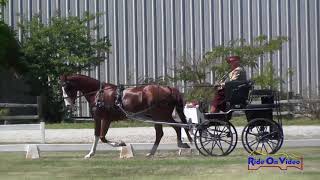 Hackney Horse Fresnos Ninja, Summer Festival Cde 2017, Psh, Dressage