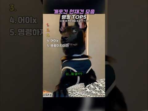 역대급 개웃긴 천재견 모음 랭킹 TOP5 thumbnail