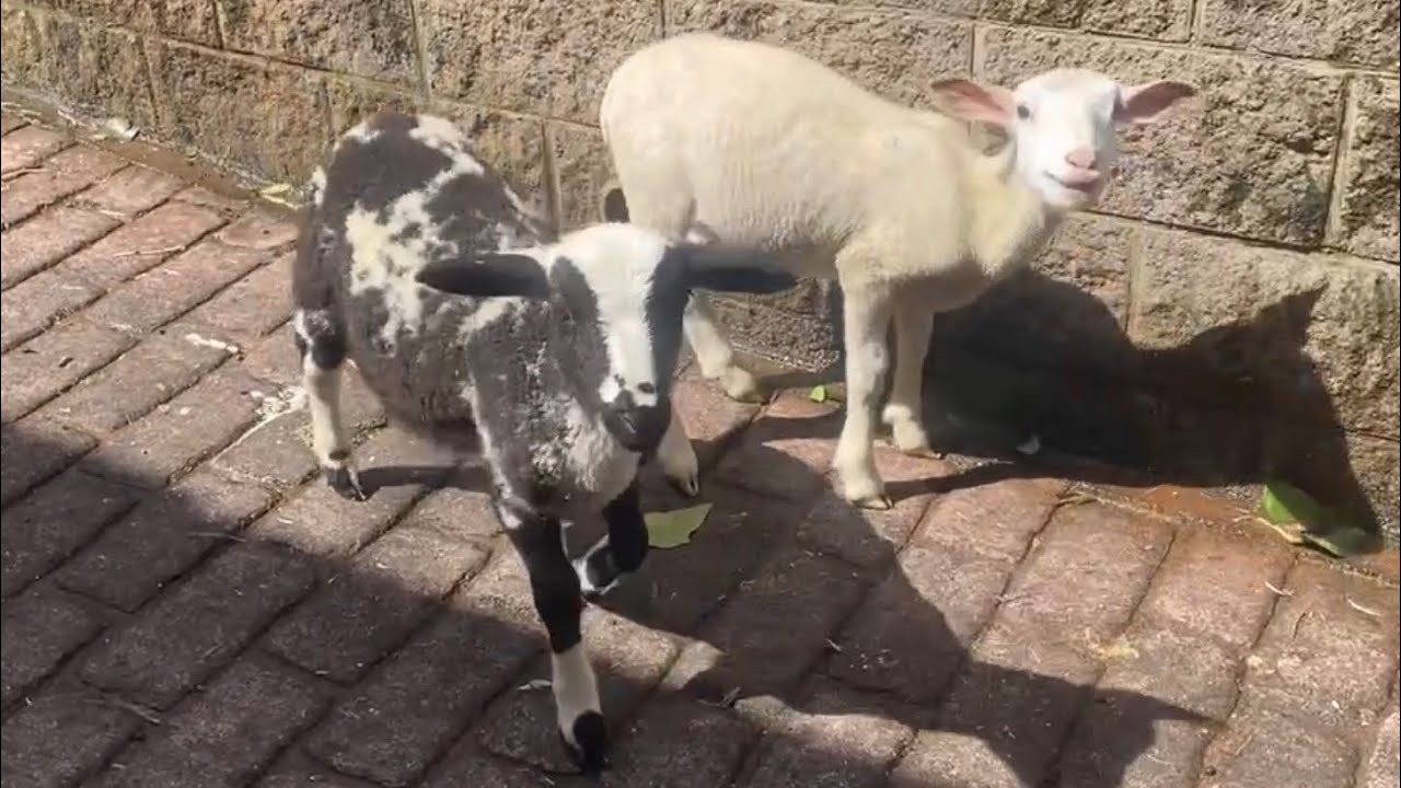 L’Oreo and Willow, the Boo Boo Zoo’s ridiculously adorable orphaned lambs