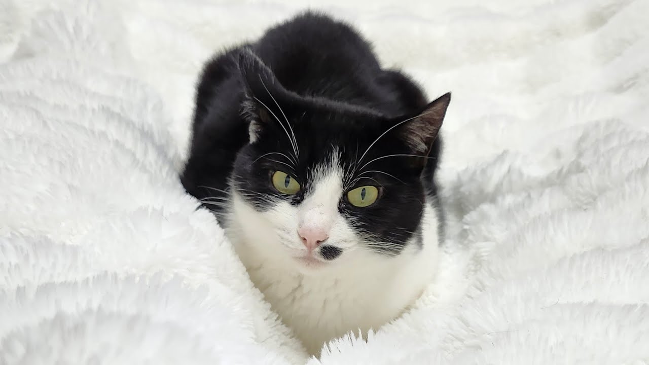 6/27 Saturday's Cats [A short collab stream with Neko Cafe Omusubi